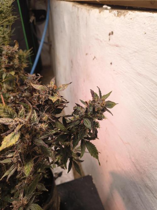 Gmo auto. Week 10
