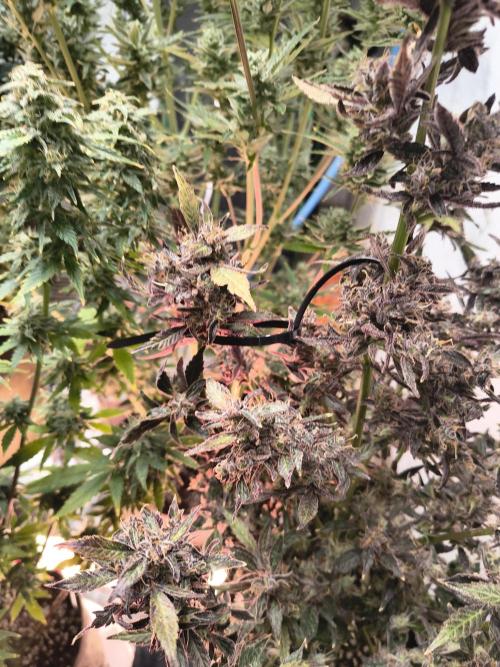 Gmo auto. Week 10