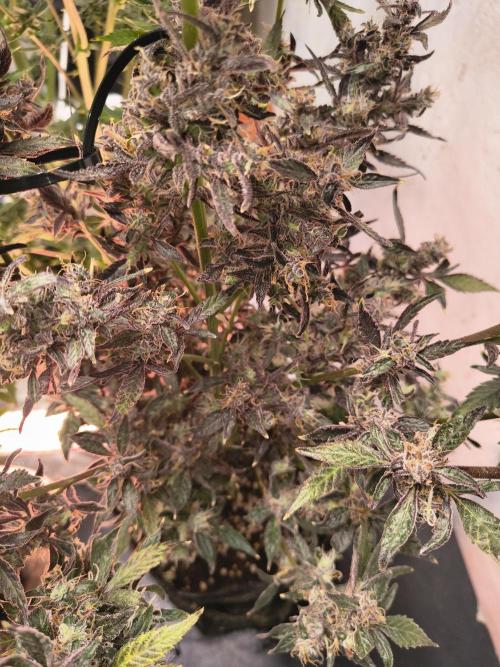 Gmo auto. Week 10