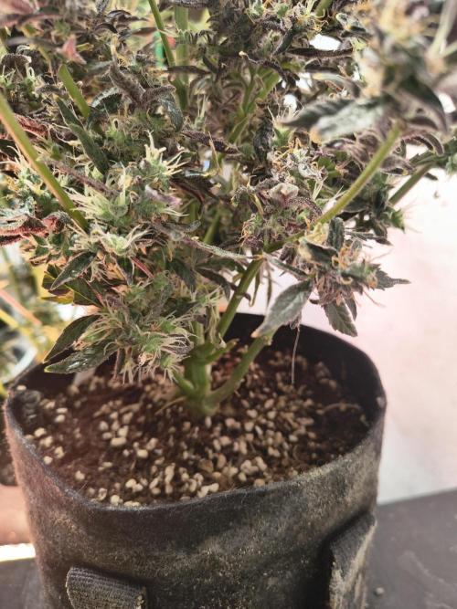Gmo auto. Week 10