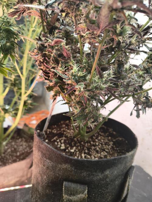 Gmo auto. Week 10