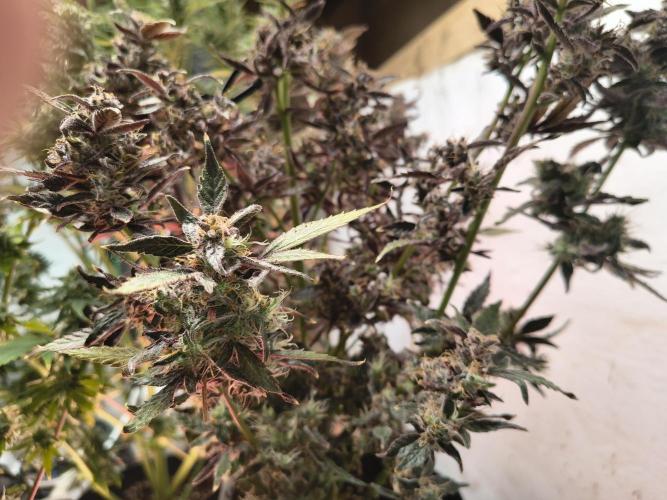 Gmo auto. Week 10