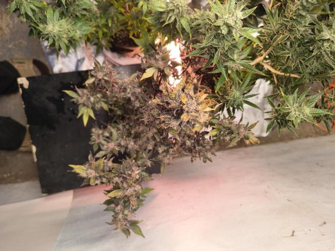 Gmo auto. Week 10