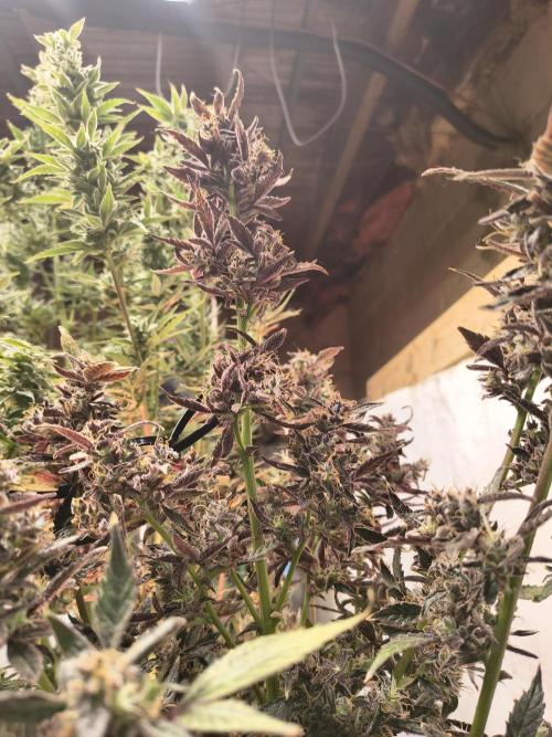GMO Auto. Week 10