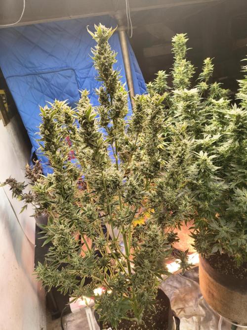 Sticky broccoli. Week 15