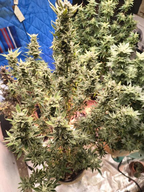 Sticky broccoli. Week 15