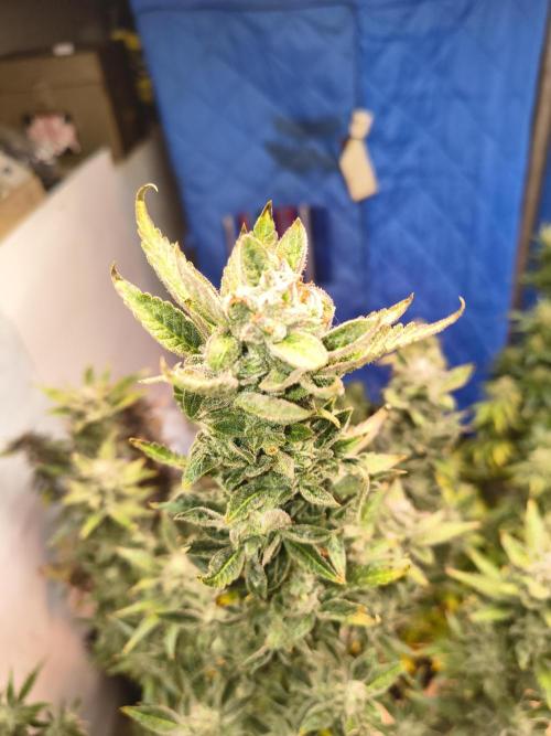 Sticky broccoli. Week 15
