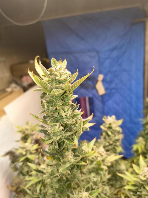 Sticky broccoli. Week 15
