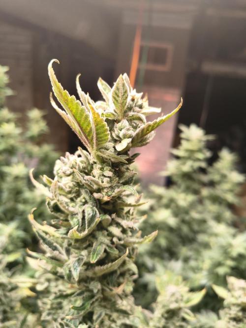 Sticky broccoli. Week 15