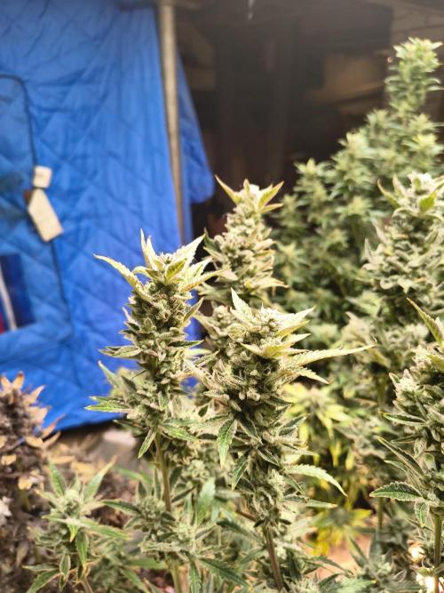 Sticky broccoli. Week 15