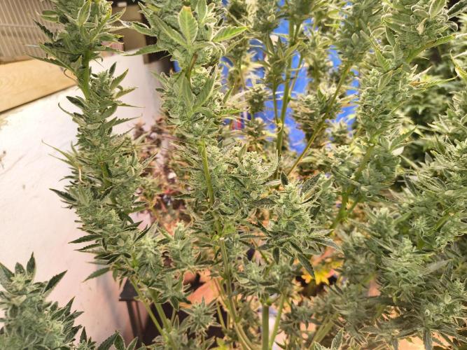 Sticky broccoli. Week 15