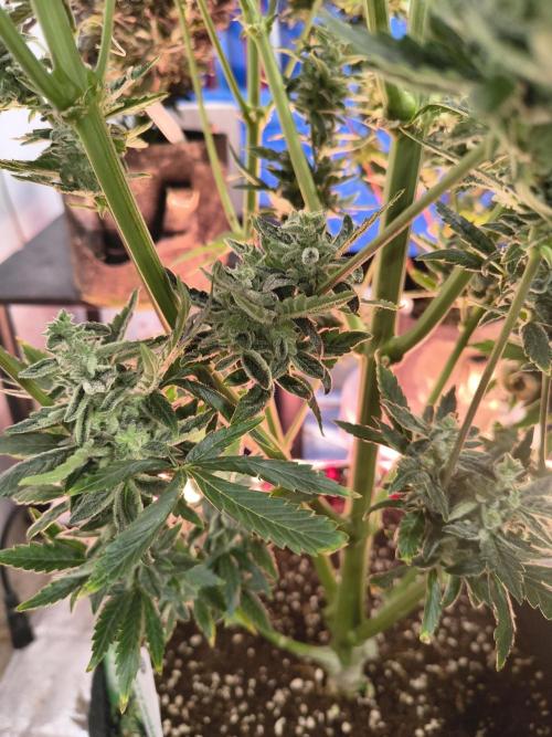 Sticky broccoli. Week 15