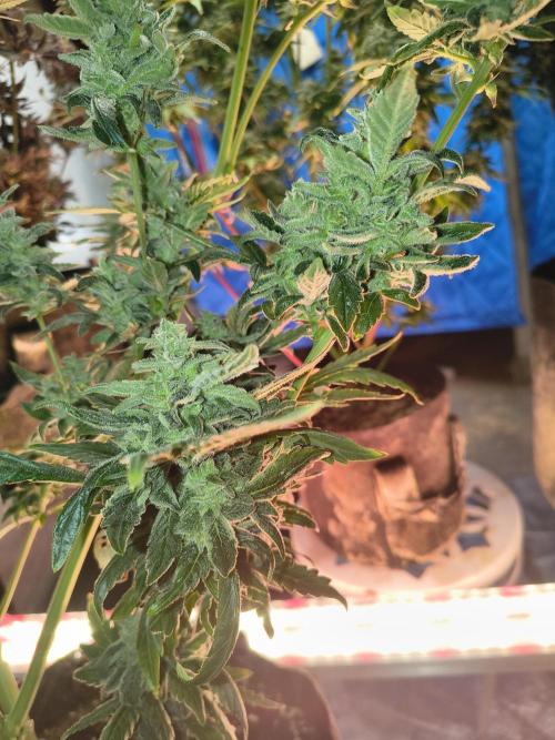 Sticky broccoli. Week 15