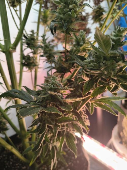 Sticky broccoli. Week 15