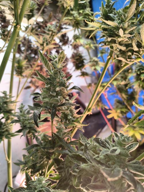 Sticky broccoli. Week 15