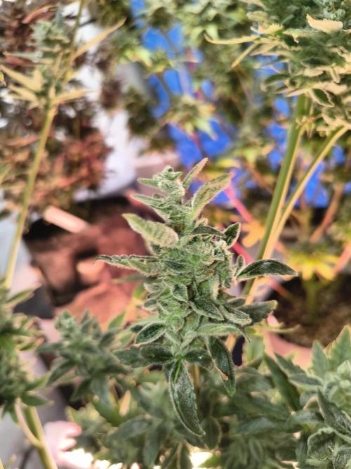 Sticky broccoli. Week 15