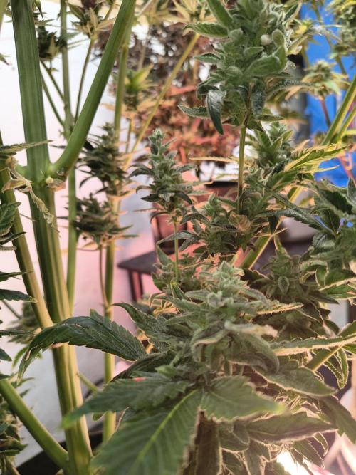 Sticky broccoli. Week 15