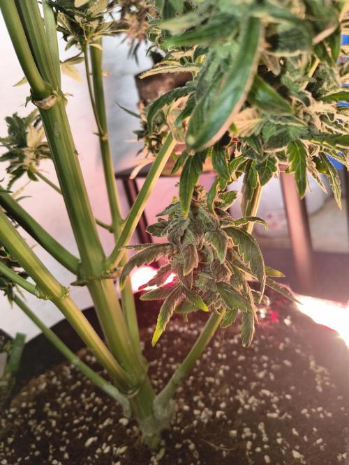 Sticky broccoli. Week 15