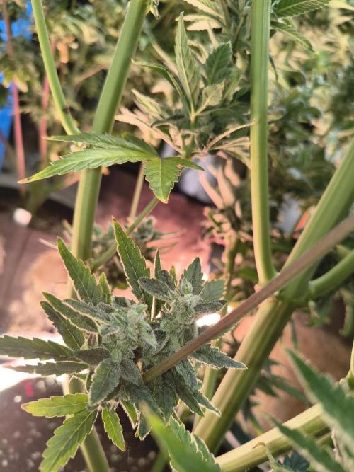 Sticky broccoli. Week 15