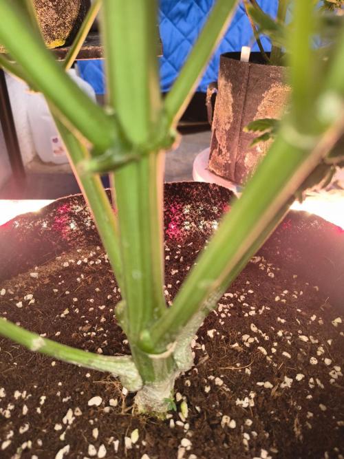 Sticky broccoli. Week 15