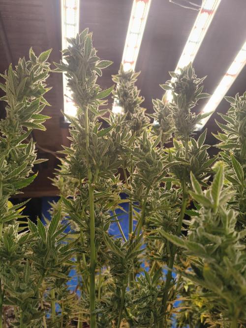 Sticky broccoli. Week 15