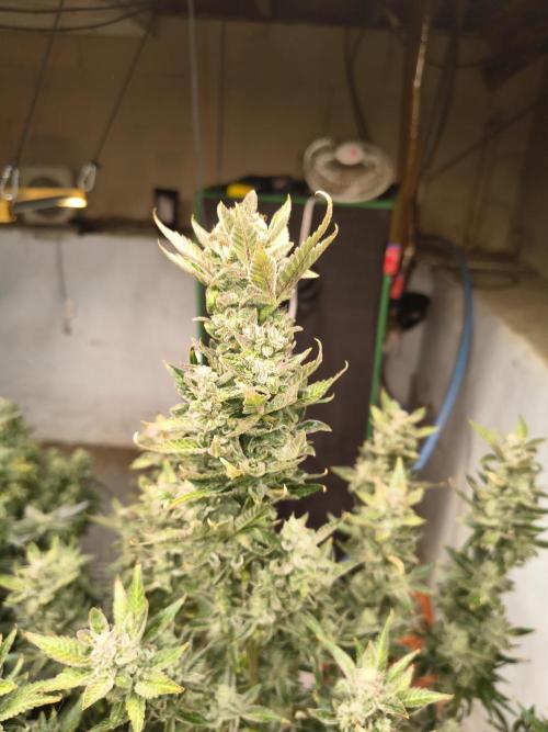Sticky broccoli. Week 15