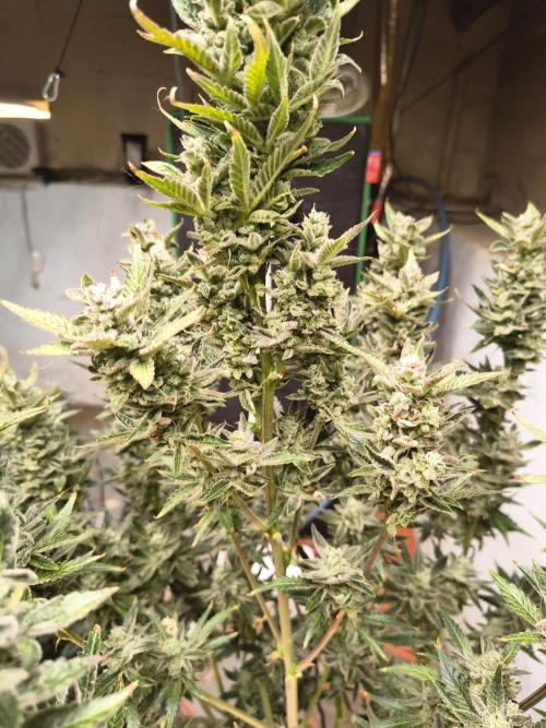 Sticky broccoli. Week 15