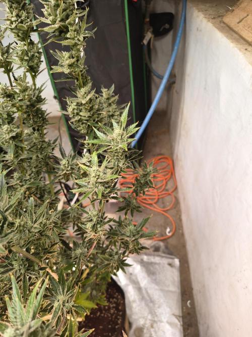 Sticky broccoli. Week 15