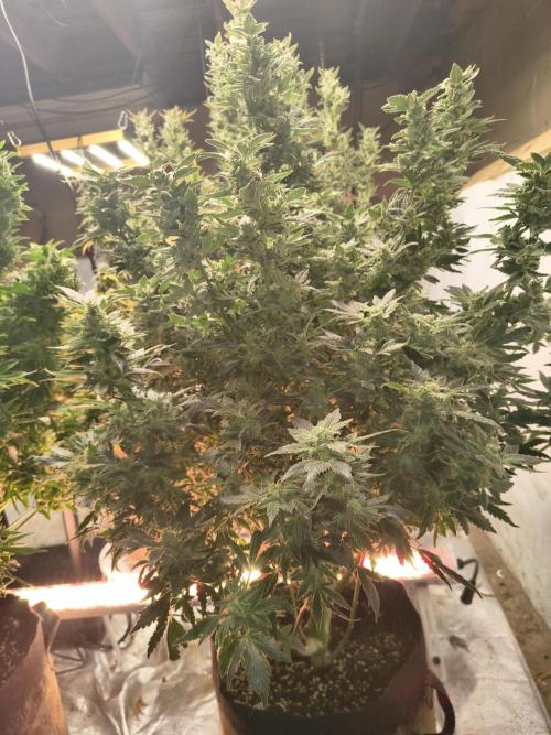 Whiskey Zulu auto. Week 12