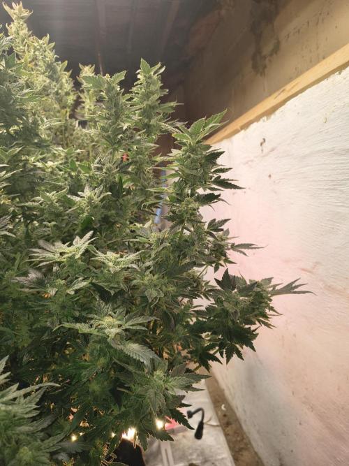 Whiskey Zulu auto. Week 12