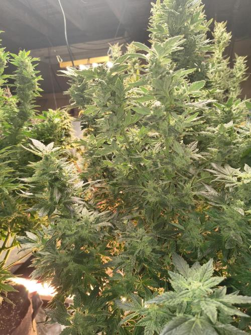 Whiskey Zulu auto. Week 12