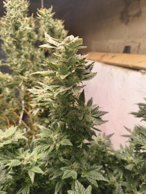 Whiskey Zulu auto. Week 12