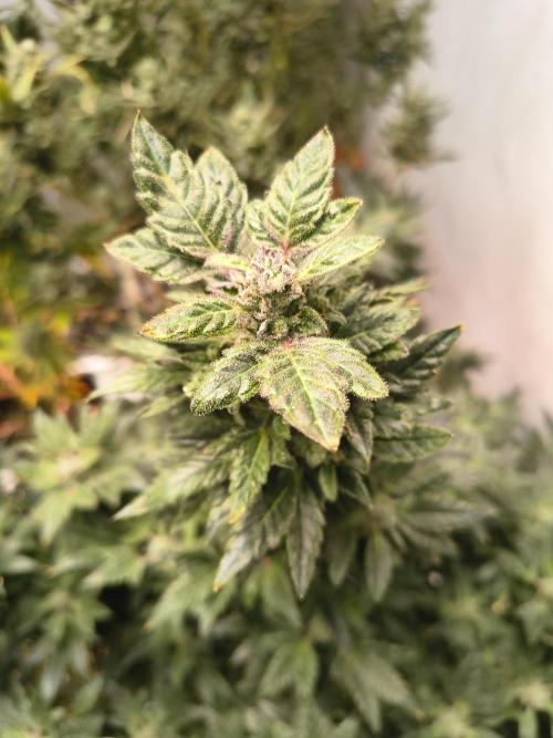 Whiskey Zulu auto. Week 12