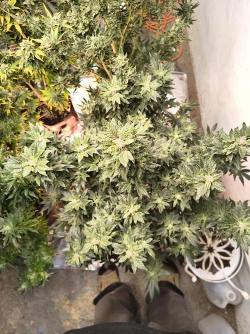 Whiskey Zulu auto. Week 12