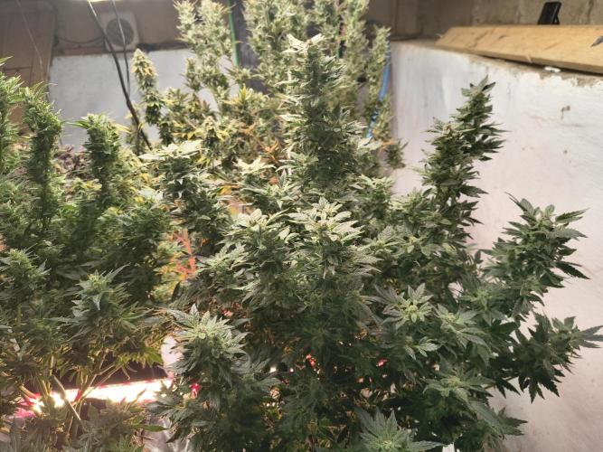Whiskey Zulu auto. Week 12
