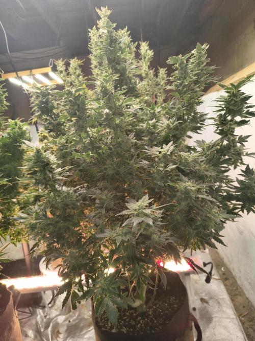 Whiskey Zulu auto. Week 12