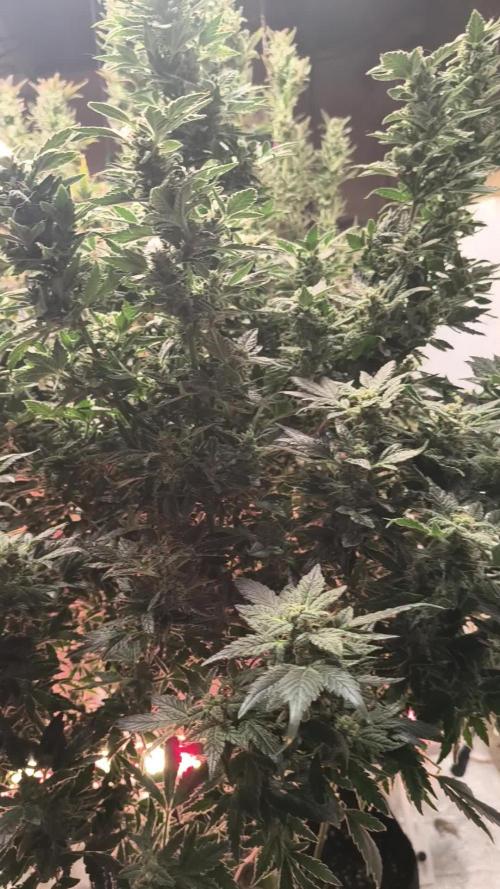Whiskey Zulu auto