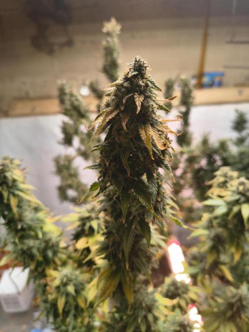 Northern Lights Auto. Week 11