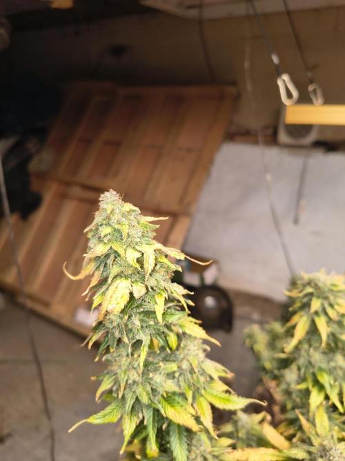 Northern Lights Auto. Week 11