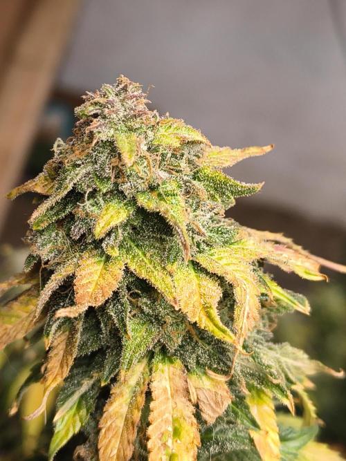 Northern Lights Auto. Week 11