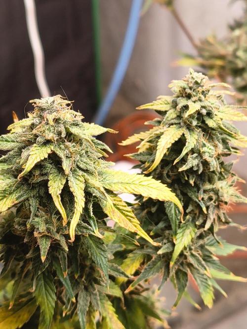 Northern Lights Auto. Week 11