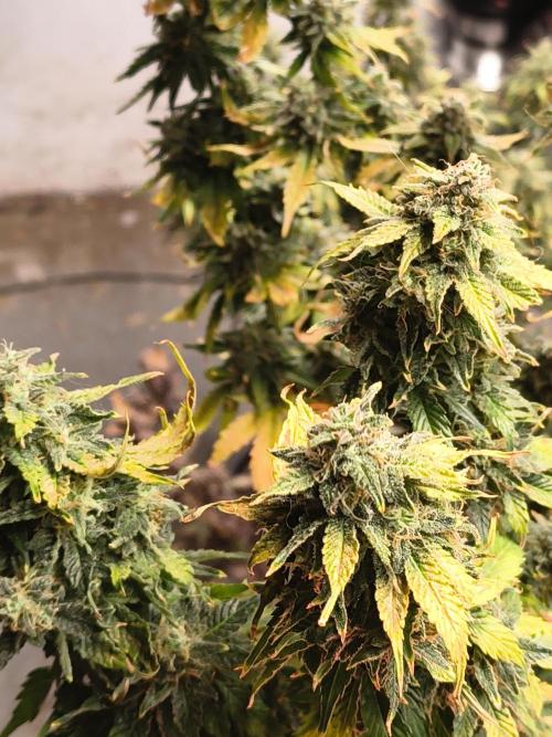Northern Lights Auto. Week 11