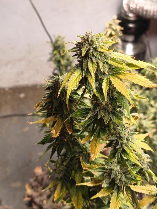 Northern Lights Auto. Week 11