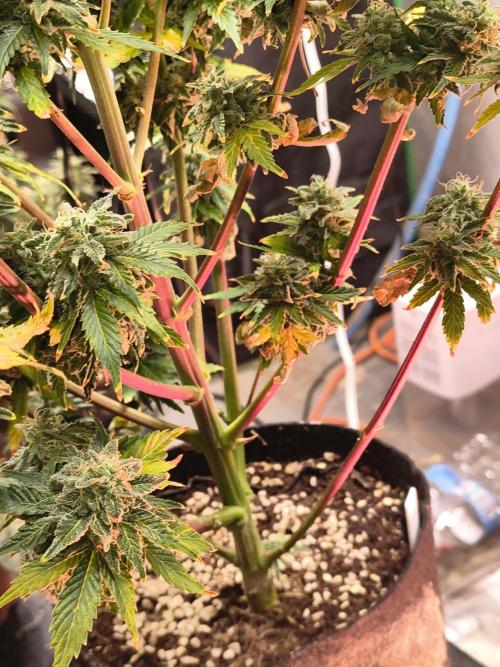 Northern Lights Auto. Week 11