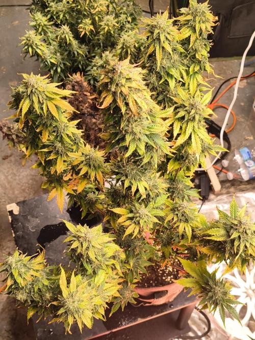 Northern Lights Auto. Week 11