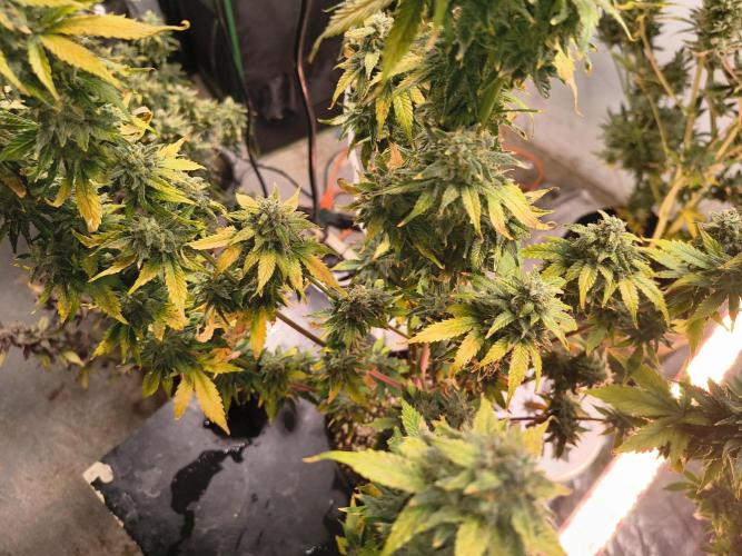 Northern Lights Auto. Week 11