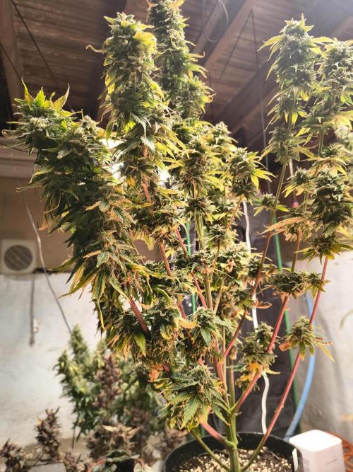 Northern Lights Auto. Week 11