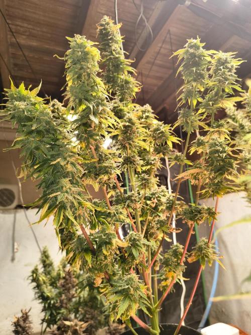 Northern Lights Auto. Week 11