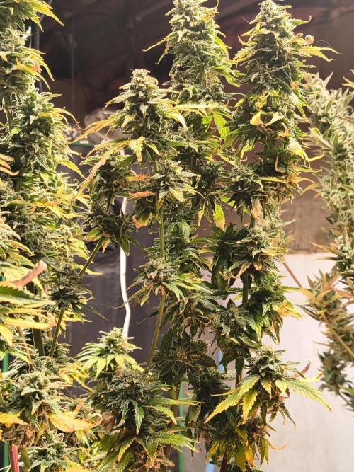 Northern Lights Auto. Week 11