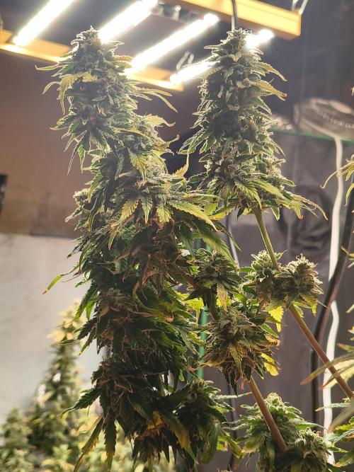 Northern Lights Auto. Week 11